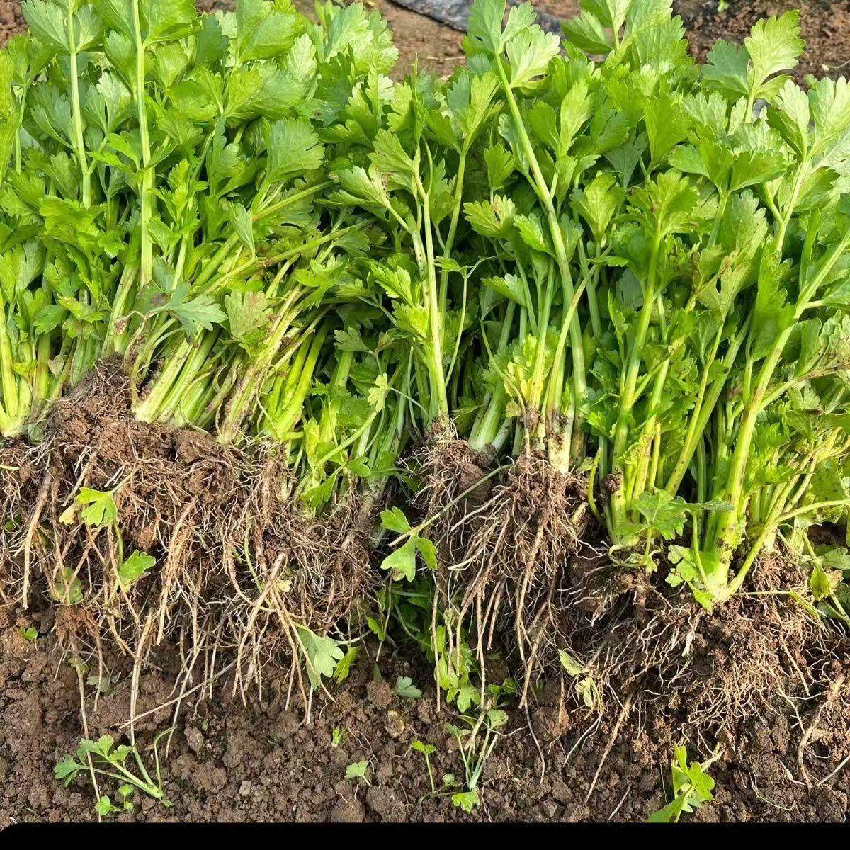 四季芹菜苗幼苗小香芹苗大芹菜苗大肉西芹秧苗地栽阳台蔬菜苗种值,淘宝优惠券,粉丝福利购,淘宝优惠卷