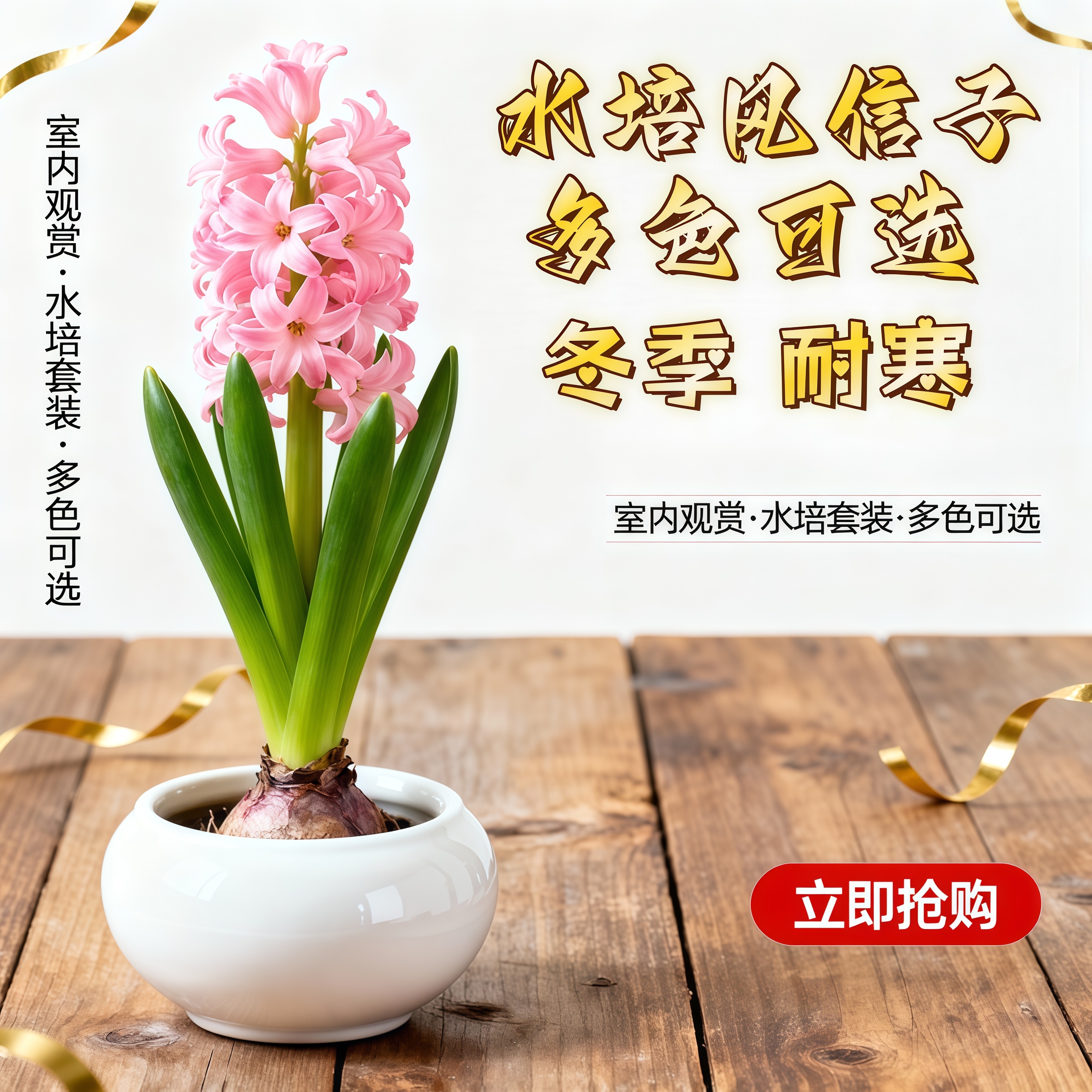 风信子水培植物室内好养冬天耐寒花卉水养土培开花植物易活小盆栽 - 图1