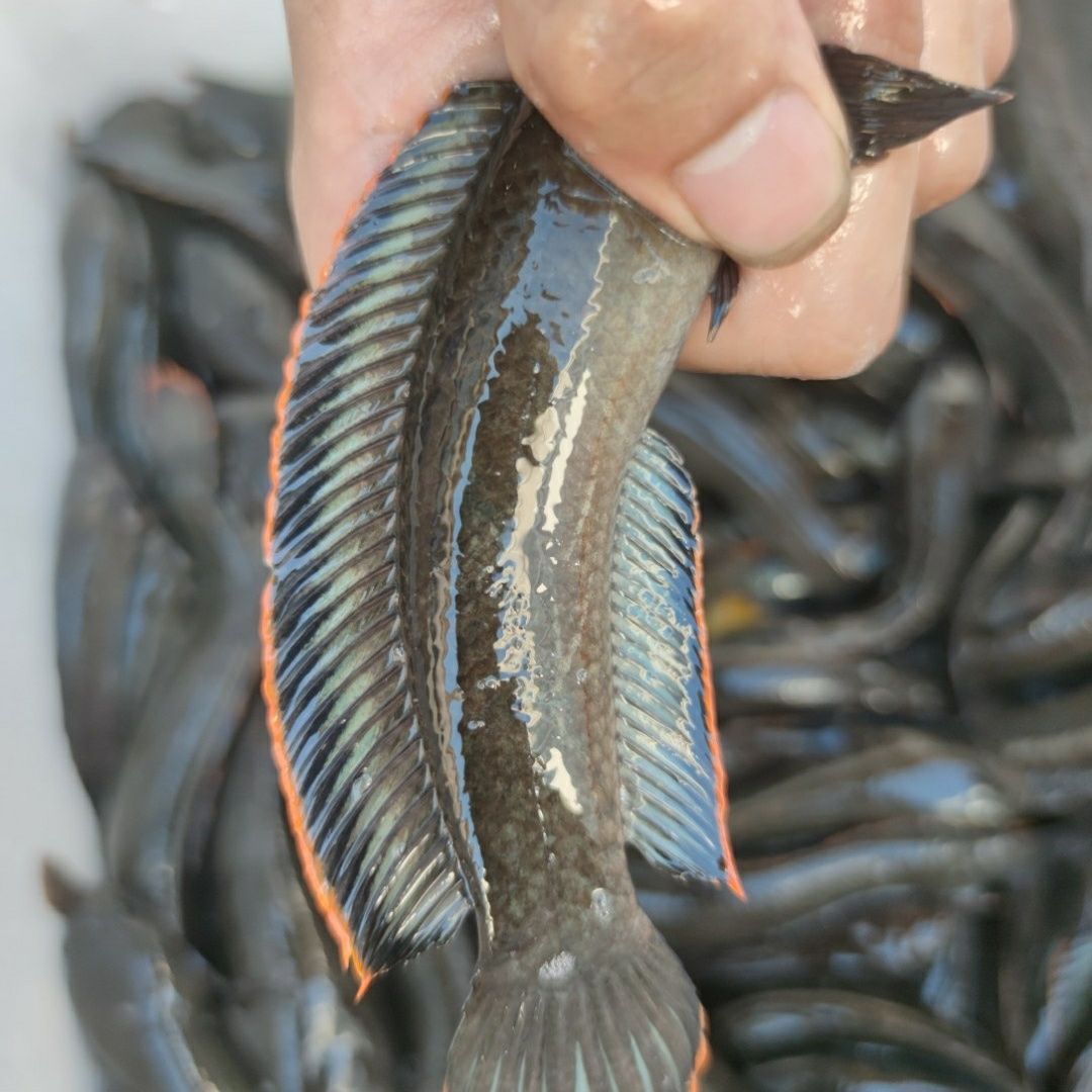 南鳢雷龙鱼观赏鱼冷水鱼龙鱼凶猛七彩雷龙淡水活体彩虹雷龙鱼包邮-图1