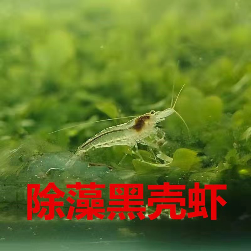 繁殖最快的活虾虾苗可混养小型除藻套餐天然虾宠物虾黑壳活体淡水 - 图2