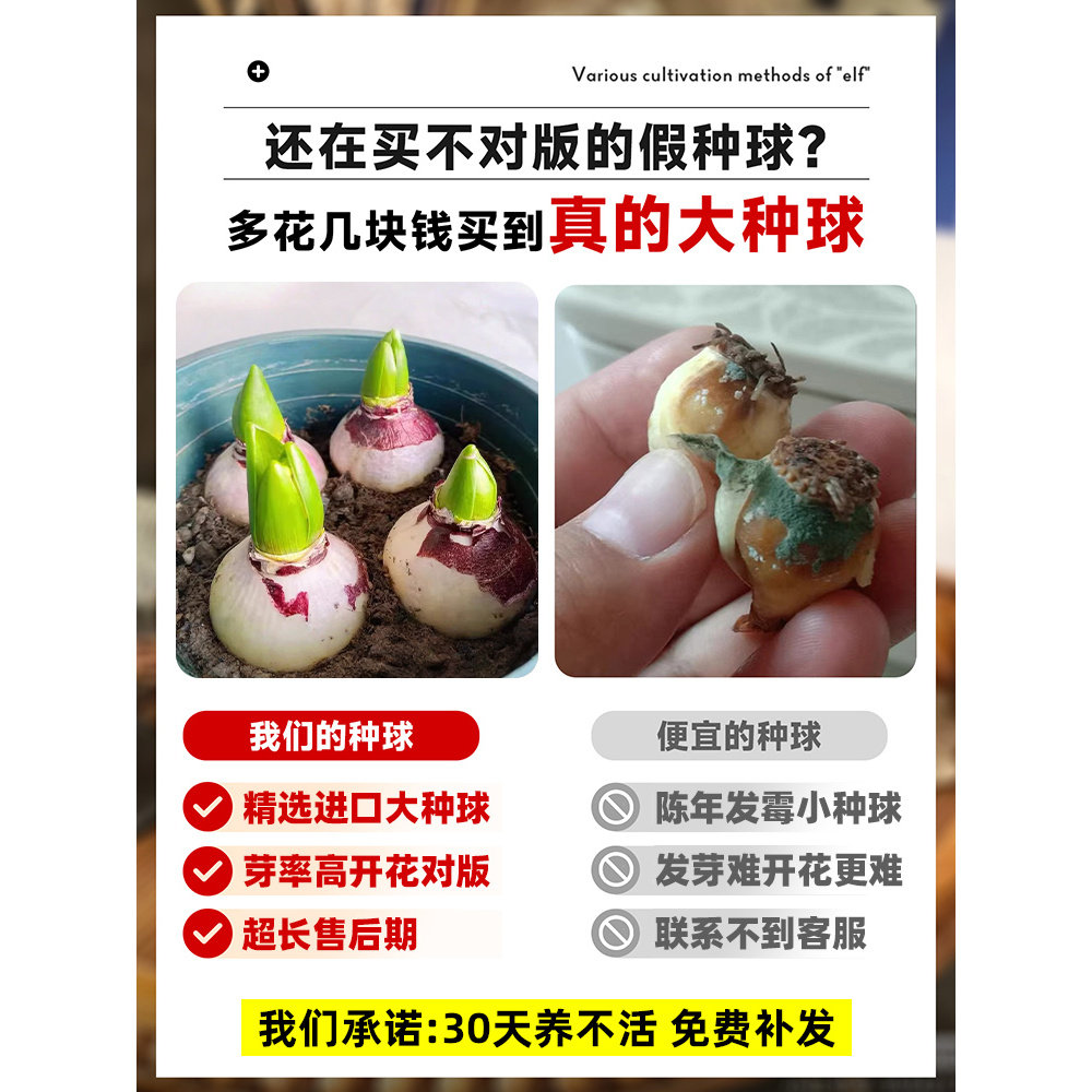 进口风信子种球水养土培冬季水培带芽耐寒易活花卉盆栽植物室内花,淘宝优惠券,粉丝福利购,淘宝优惠卷