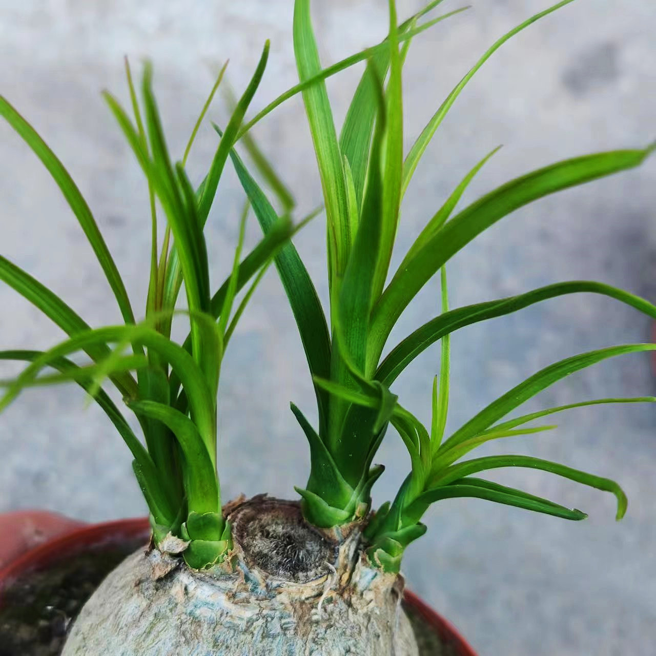 酒瓶兰盆栽植物室内外好养花卉水培植物四季常青耐旱耐寒桌面植物