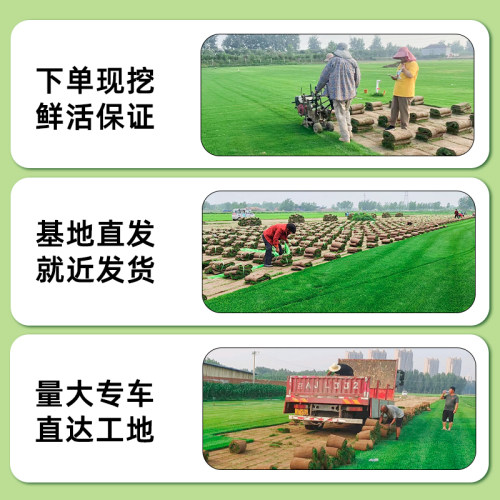 草皮真草坪带泥土庭院别墅台湾草马尼拉草皮带土绿化四季青果岭草 - 图3