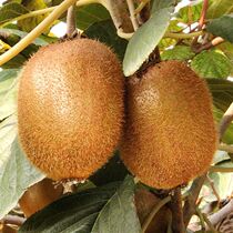 Green Heart Exotic Fruits season Fresh Fruit Shaanxi Mall Mud Monkey Peach non-Jiangshan Xu Xiangqi Exotic Fruits 2 10 Jin