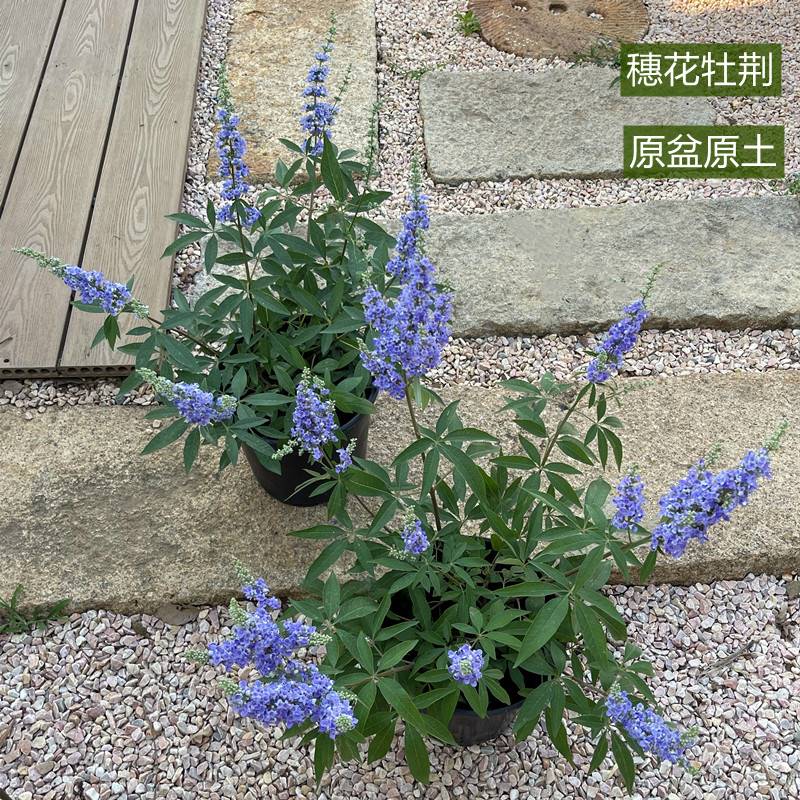 穗花牡荆2加仑夏季开花多年生落叶灌木蓝紫花卉庭院镜园耐寒耐旱 - 图2