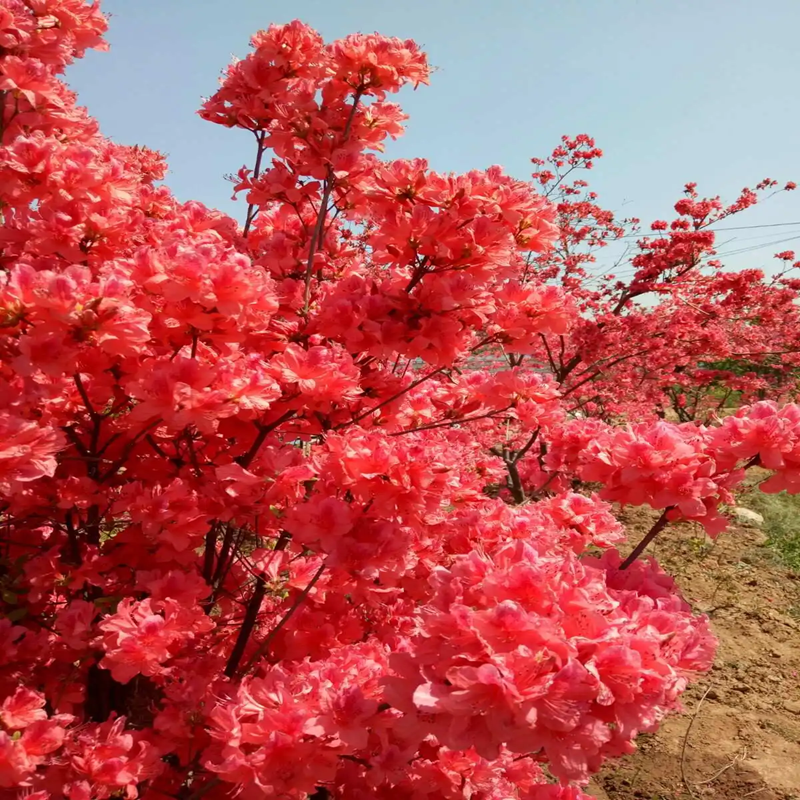 双季映山红树苗当年开花毛杜鹃花苗南方北方种植抗寒抗冻映山红苗 - 图2