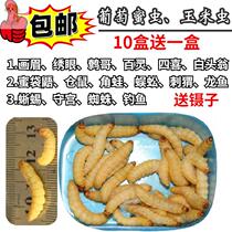 Grape Honey Corn Worm Honey Worm Grape Meiosis Large Wax Borer Fishing Bait Fish Bait Bird Worms hamster Hog Hedgehog Snacks