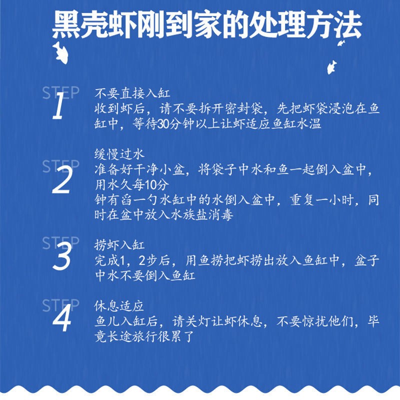 虾鲜活观赏虾淡水黑壳虾樱花虾极火虾蓝宝石小型除藻虾宠物冷水虾 - 图0