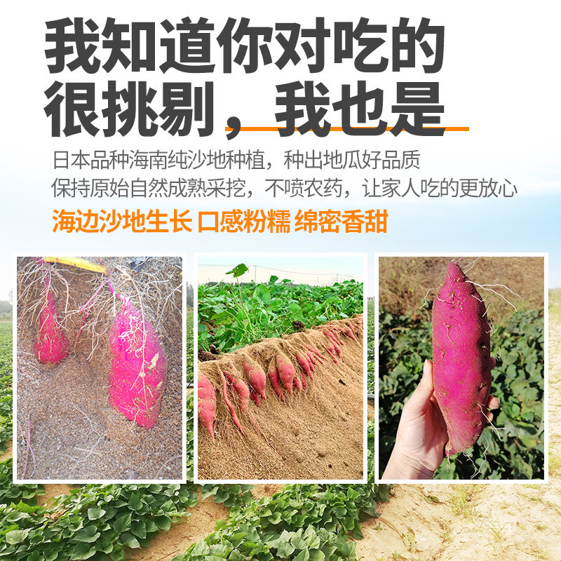 茂名王番薯10斤装黄黄心5鸡蛋 果乡趣番薯