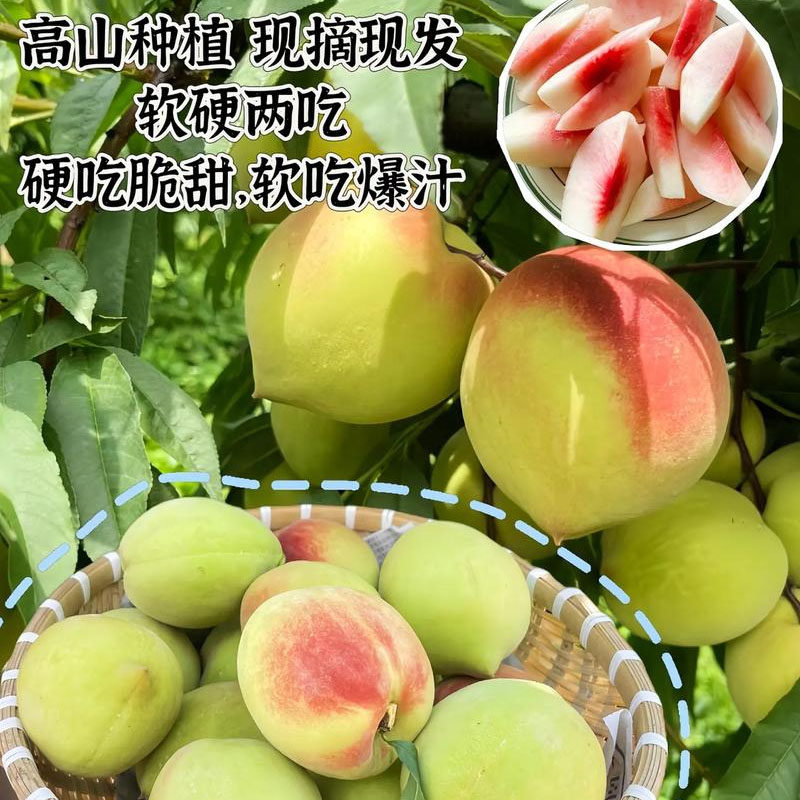 正宗山东现摘青州蜜桃3-5斤脆甜桃子新鲜冬雪水果毛桃水蜜桃冬桃,淘宝优惠券,粉丝福利购,淘宝优惠卷