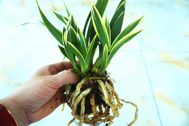 超香 兰花金边宽叶矮种 金凤凰 精品四季兰花 建兰名品 圆尾艺