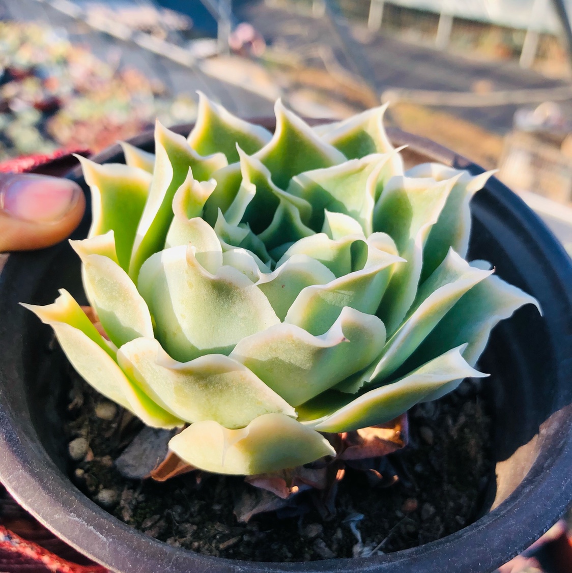 蓝丝绒皱叶月影多肉植物 冰边超级美非拉古娜瑞文斯韩国进口