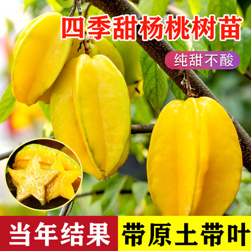 正宗广西四季甜杨桃树苗嫁接马来西亚杨桃树苗酸杨桃树苗死苗包赔 - 图2