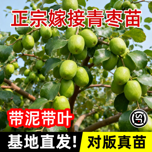 台湾大青枣树苗活苗蜜丝枣牛奶枣树南北方种植盆栽地栽甜脆果树苗 - 图2