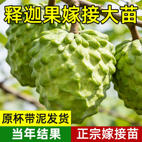 释迦果苗树带果凤梨奶油黄龙嫁接果树果苗庭院南方种植盆栽地栽苗 - 图2