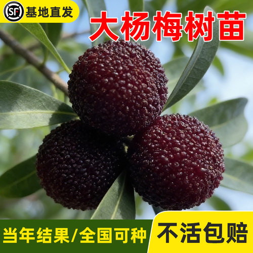 仙居东魁杨梅树树苗南方嫁接水晶水果树果苗早熟特大东槐当年结果 - 图2