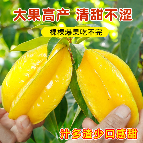 正宗广西四季甜杨桃树苗嫁接马来西亚杨桃树苗酸杨桃树苗死苗包赔 - 图1