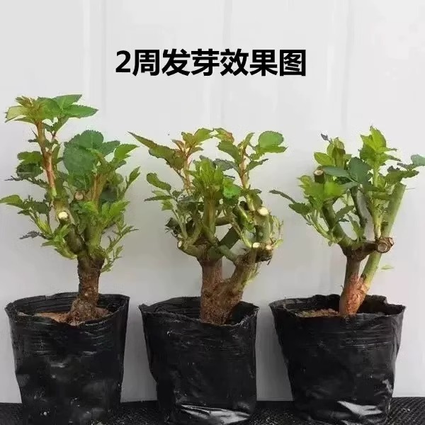 9.9元5颗玫瑰花苗四季开花盆栽花卉植物月季老桩树苗特大蔷薇花苗-图0