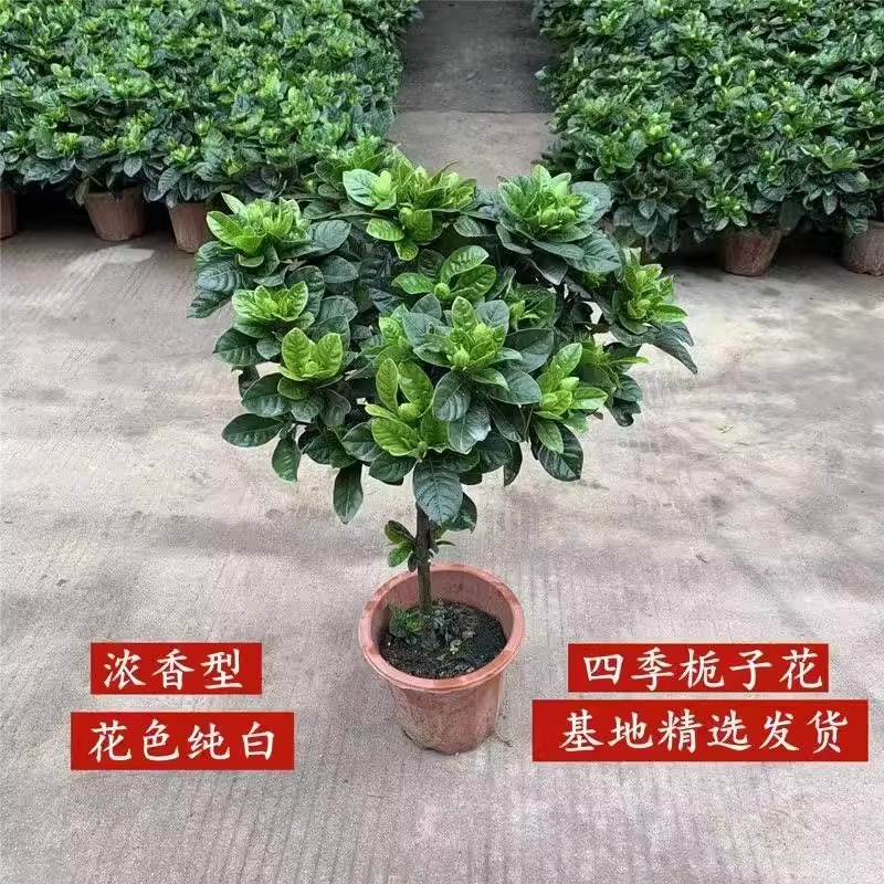 浓香重瓣大小叶牡丹栀子花苗盆栽庭院带花苞双色茉莉花苗四季好养 - 图3