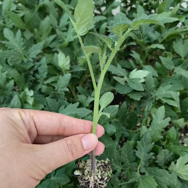 四季小番茄苗秧苗超甜千禧圣女果苗樱桃小柿子黑黄阳台矮生盆栽苗,淘宝优惠券,粉丝福利购,淘宝优惠卷