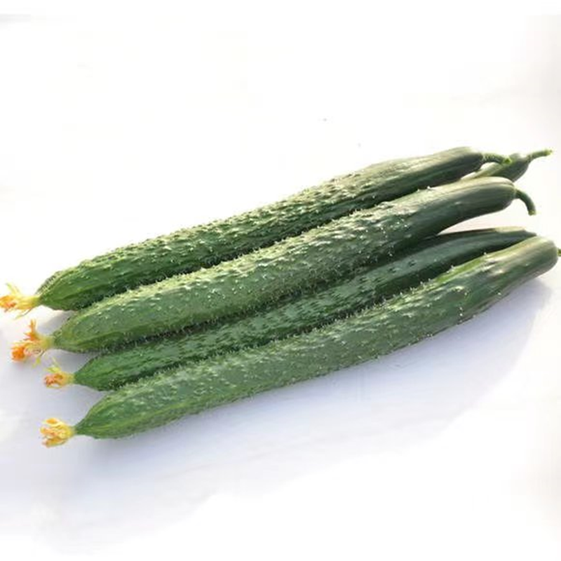 黄瓜苗秧苗嫁接苗水果油亮强雌青瓜旱小阳台盆栽蔬菜籽菜苗菜种孑,淘宝优惠券,粉丝福利购,淘宝优惠卷