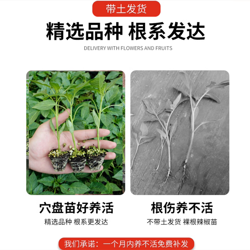 四季辣椒苗番茄苗茄子苗黄瓜苗西瓜甘蓝菜花芹菜秧苗盆栽蔬菜种苗-图2