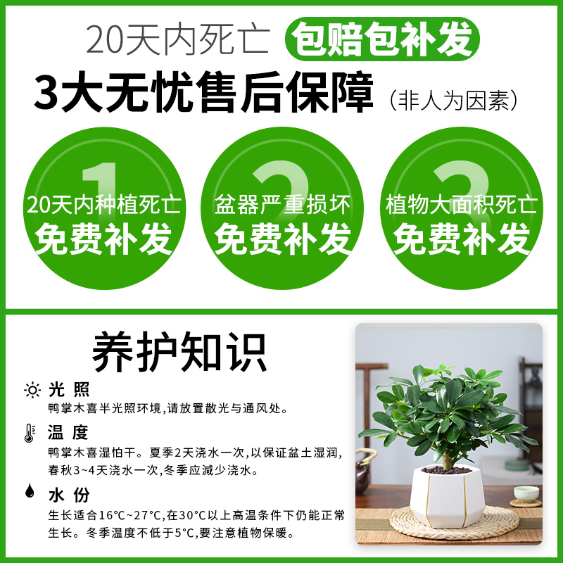 七叶莲盆栽办公室内植物八方来招财鸭脚木鹅掌柴绿植客厅桌面盆景-图0