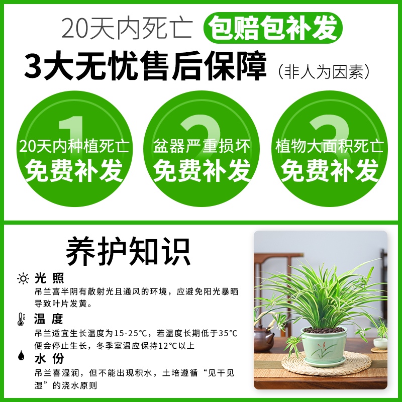 金边吊兰垂吊植物盆栽室内花吸除去甲醛桌面绿植水培好养易活花卉 - 图0