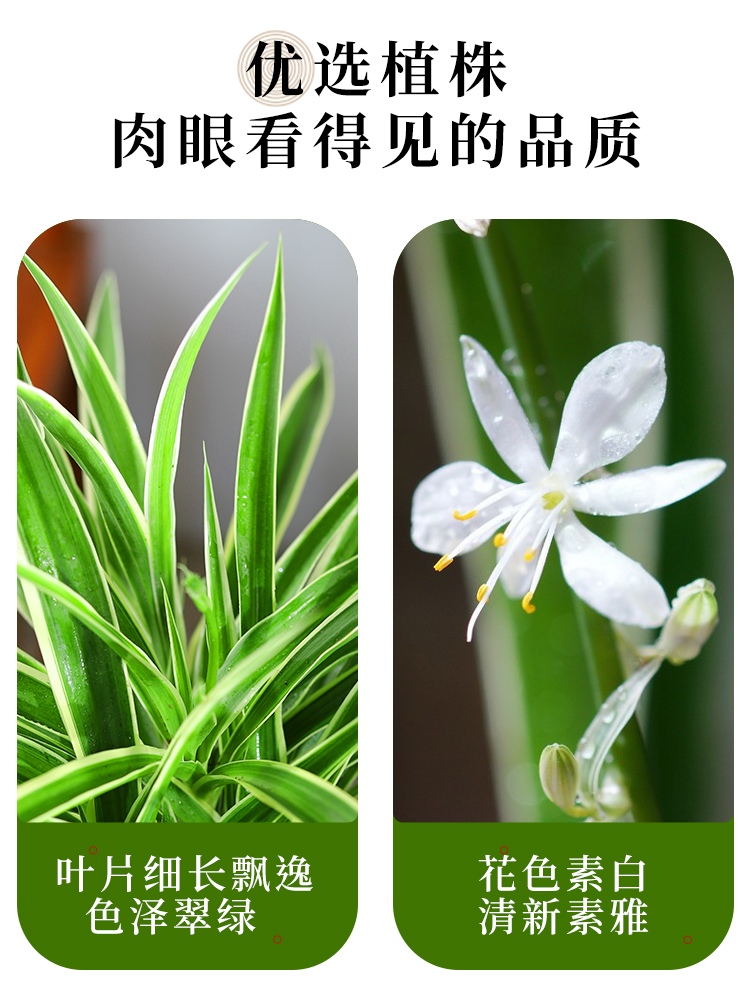 金边吊兰垂吊植物盆栽室内花吸除去甲醛桌面绿植水培好养易活花卉 - 图0