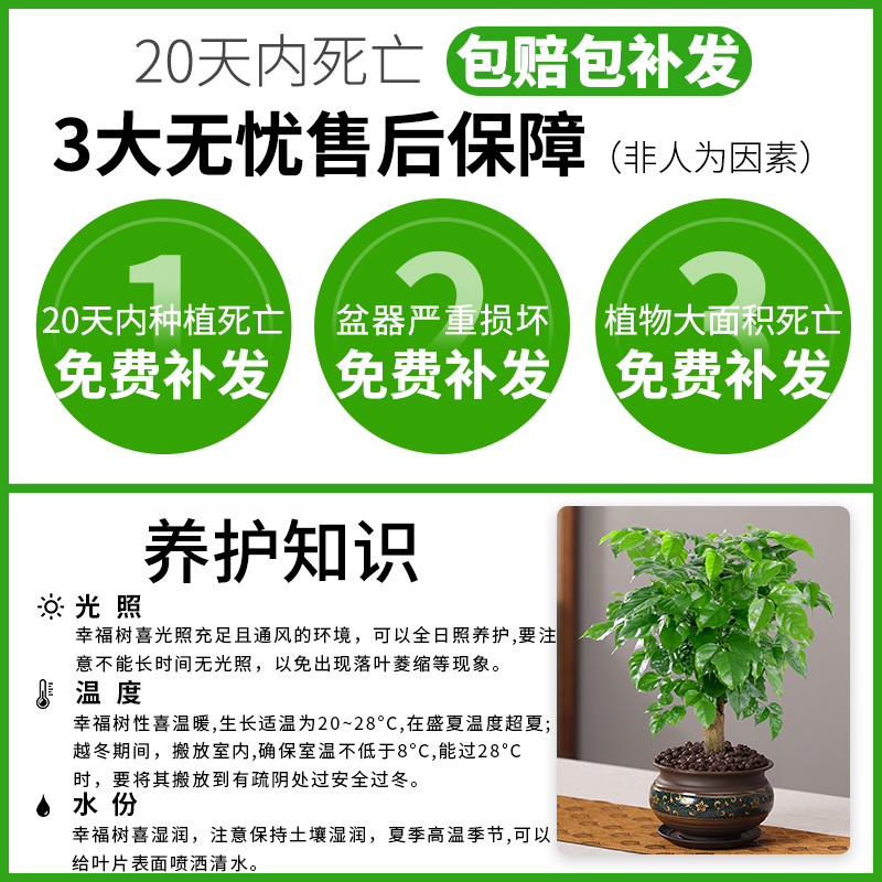 幸福树绿植盆栽室内植物平安树绿宝老桩大颗四季青吸甲醛花卉盆景 - 图0