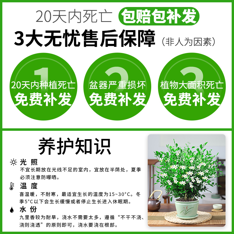 九里香盆栽四季开花卉植物室内花驱蚊千里眼七里香树苗绿植好养活-图0