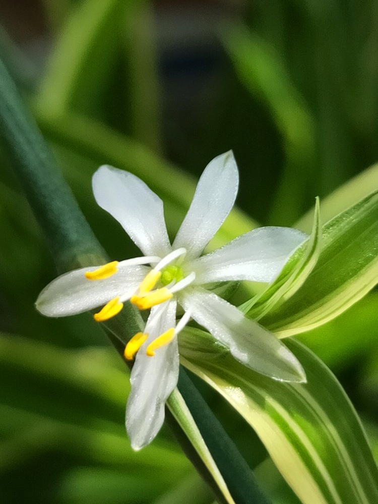 金边吊兰垂吊植物盆栽室内花吸除去甲醛桌面绿植水培好养易活花卉 - 图2