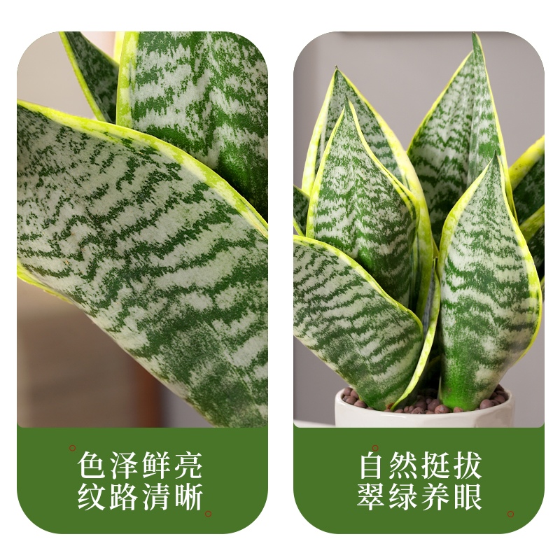 金边虎皮兰绿植植物盆栽银脉兰花卉好养活办公室内净化空气吸甲醛-图2