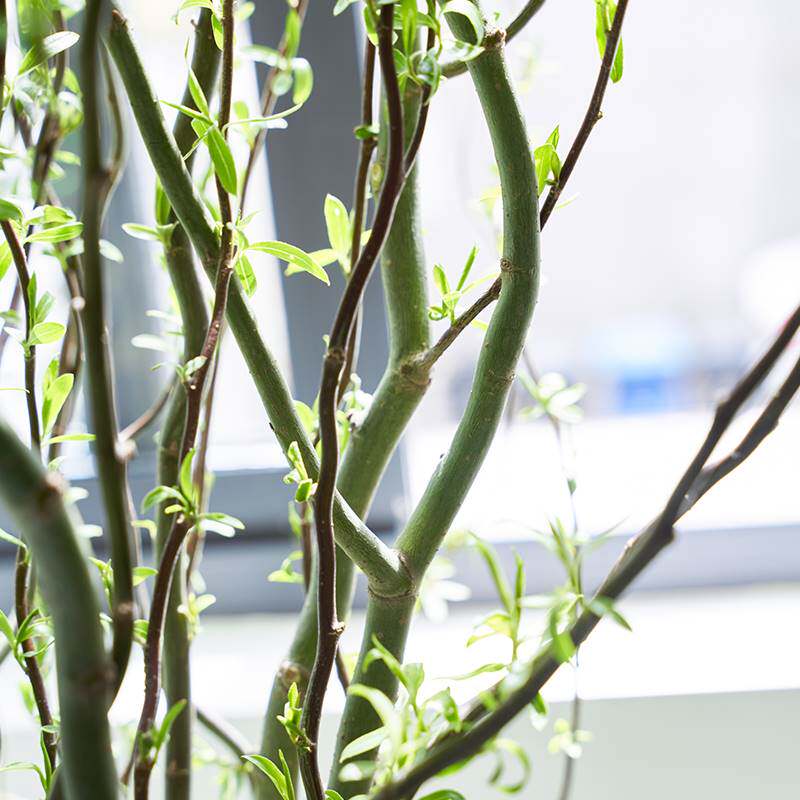 龙柳鲜枝插花客厅水培植物花卉室内鲜花四季好养活水养干枝支雪柳_虎窝淘