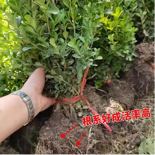 瓜子黄杨苗小叶黄杨苗黄杨树苗万年青庭院绿篱盆景树桩独杆黄杨球 - 图1