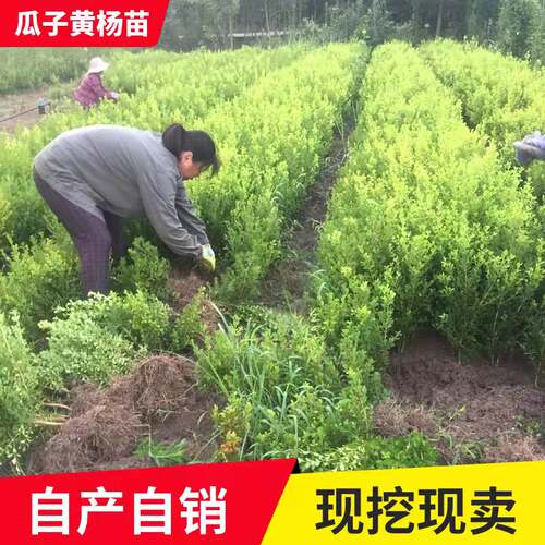 瓜子黄杨苗小叶黄杨苗黄杨树苗万年青庭院绿篱盆景树桩独杆黄杨球 - 图2