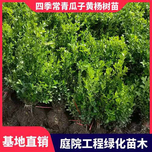 瓜子黄杨苗小叶黄杨苗黄杨树苗万年青庭院绿篱盆景树桩独杆黄杨球 - 图0