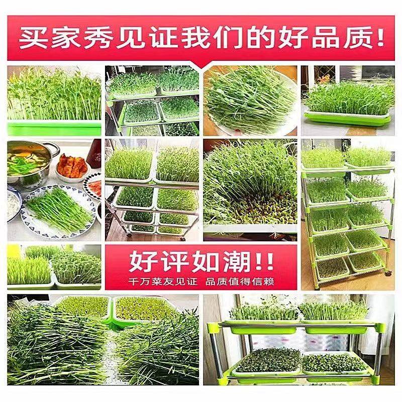 健康自己种 芽苗菜种子 蔬菜种子 无土栽培 萝卜芽苗菜 豆苗芽菜,淘宝优惠券,粉丝福利购,淘宝优惠卷