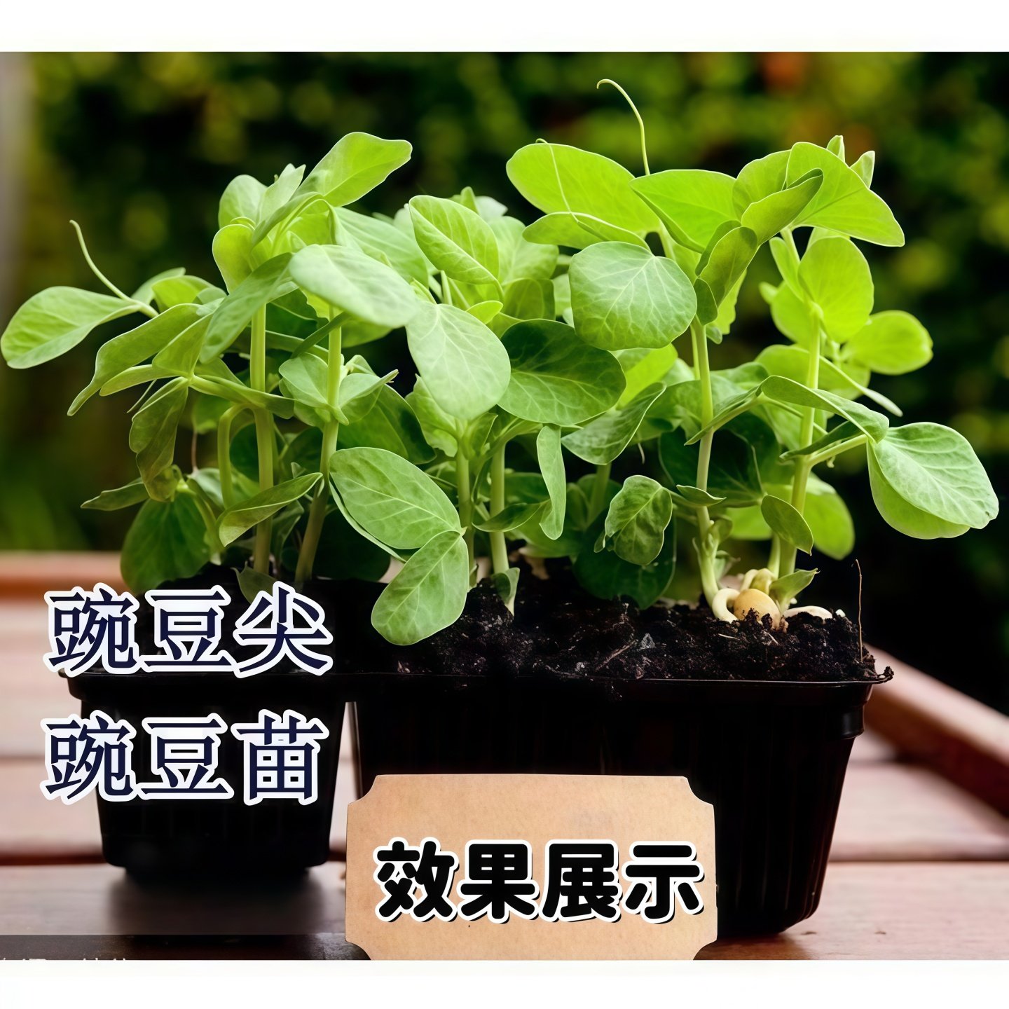 大叶紫花豌豆种子无须豌豆尖吃苗四季阳台盆栽水培芽苗菜种子,淘宝优惠券,粉丝福利购,淘宝优惠卷