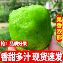 Shaanxi Week to Green Heart Kiwifruit Fresh 10 Big fruit catfish When the whole box of fruit pregnant women make kiwifruit