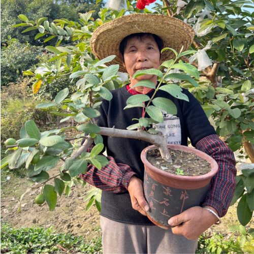 增城珍珠番石榴台湾芭乐高压树苗当年挂果四季爽脆甜阳台盆栽嫁接 - 图3