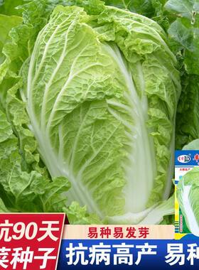 丰抗90白菜种子白菜籽蔬菜