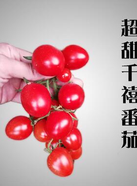 樱桃番茄种子苗秧千禧小西