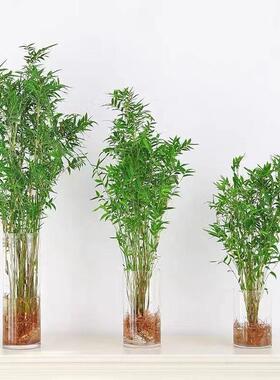 水培米竹植物苔藓球盆景绿