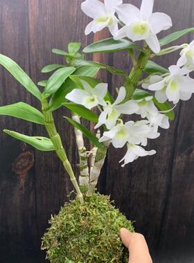 苔藓球室内耐阴好养易活的