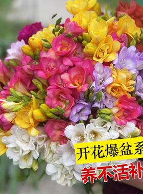香雪兰种球四季多年生花香