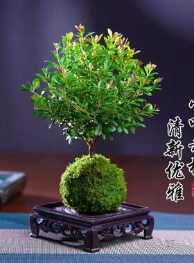 小叶赤楠苔藓球室内茶桌办