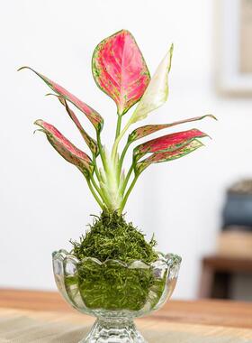 小叶赤楠盆景苔藓球植物室