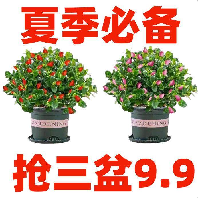 【驱蚊驱虫】金鱼吊兰盆栽室内客厅卧室好养耐热寒花卉绿植吸甲醛,淘宝优惠券,粉丝福利购,淘宝优惠卷