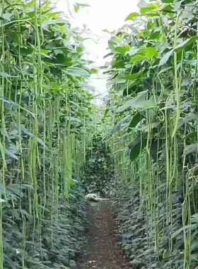 四季原装蔬菜种子长豆角种